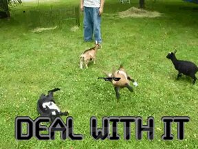 Rating: Safe Score: 0 Tags: 4:3 ambiguous_gender animated animated_gif bovid caprine deal_with_it e621 english_text eyewear feral goat grandfathered_content group human humor kick low_res mammal meme real short_playtime sunglasses text unknown_artist User: bunchy7s