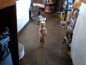 Rating: Safe Score: 0 Tags: 2012 4:3 animated animated_gif canid canine canis chihuahua dancing domestic_dog e621 grandfathered_content looking_at_viewer loop low_res male mammal meme real short_playtime toy_dog unknown_artist what User: bunchy7s Rating: Safe Score: 0 Tags: 2012 4:3 animated animated_gif canid canine canis chihuahua dancing domestic_dog e621 grandfathered_content looking_at_viewer loop low_res male mammal meme real short_playtime toy_dog unknown_artist what User: bunchy7s