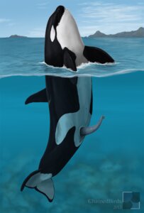 Rating: Explicit Score: 0 Tags: 2013 anatomically_correct anatomically_correct_genitalia anatomically_correct_penis animal_genitalia animal_penis anus aquatic cetacean cetacean_genitalia cetacean_penis chainedbirds dolphin e621 erection feral genital_slit genitals male mammal navel nude oceanic_dolphin orca partially_submerged penis solo tapering_penis toothed_whale water waterline_view User: bunchy7s Rating: Explicit Score: 0 Tags: 2013 anatomically_correct anatomically_correct_genitalia anatomically_correct_penis animal_genitalia animal_penis anus aquatic cetacean cetacean_genitalia cetacean_penis chainedbirds dolphin e621 erection feral genital_slit genitals male mammal navel nude oceanic_dolphin orca partially_submerged penis solo tapering_penis toothed_whale water waterline_view User: bunchy7s