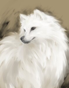 Rating: Safe Score: 0 Tags: ambiguous_gender american_eskimo black_eyes canid canine canis digital_media_(artwork) digital_painting_(artwork) domestic_dog e621 feral fur ikunosake looking_away mammal painting_(artwork) realistic solo spitz white_body white_fur User: bunchy7s