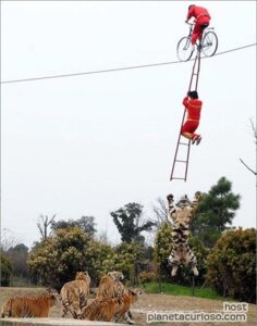 Rating: Safe Score: 0 Tags: acrobatics bicycle e621 felid grandfathered_content group human male mammal pantherine real rope tiger tightrope unknown_artist vehicle User: bunchy7s Rating: Safe Score: 0 Tags: acrobatics bicycle e621 felid grandfathered_content group human male mammal pantherine real rope tiger tightrope unknown_artist vehicle User: bunchy7s