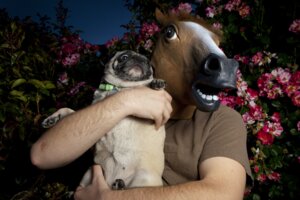 Rating: Safe Score: 0 Tags: animal_mask anthro canid canine canis collar domestic_dog duo e621 equid equine feral grandfathered_content horse horse_mask human male mammal mask molosser o_o photography_(artwork) pkmousie pug real small_molosser snel_hest terror toy_dog unknown_artist what User: bunchy7s