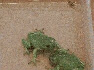 Rating: Safe Score: 0 Tags: 4:3 ambiguous_gender amphibian animated animated_gif arthropod e621 eating feral fly_(animal) frog grandfathered_content group insect low_res real short_playtime thumbnail unknown_artist what User: bunchy7s Rating: Safe Score: 0 Tags: 4:3 ambiguous_gender amphibian animated animated_gif arthropod e621 eating feral fly_(animal) frog grandfathered_content group insect low_res real short_playtime thumbnail unknown_artist what User: bunchy7s