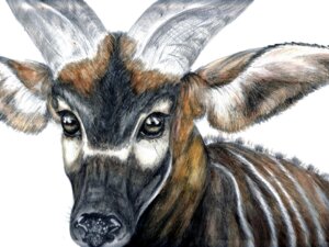 Rating: Safe Score: 0 Tags: 4:3 ambiguous_gender antelope b-smitty bongo_(antelope) bovid bovine e621 feral fur half-length_portrait looking_at_viewer mammal portrait simple_background solo spiral-horned_antelope white_background User: bunchy7s Rating: Safe Score: 0 Tags: 4:3 ambiguous_gender antelope b-smitty bongo_(antelope) bovid bovine e621 feral fur half-length_portrait looking_at_viewer mammal portrait simple_background solo spiral-horned_antelope white_background User: bunchy7s