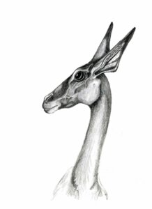 Rating: Safe Score: 0 Tags: ambiguous_gender antelope black_eyes bovid bust_portrait e621 ears_up feral graphite_(artwork) grey_sclera greyscale hi_res impala long_ears long_neck looking_at_viewer mammal monochrome portrait side_view simple_background snout solo traditional_media_(artwork) unknown_artist white_background User: bunchy7s Rating: Safe Score: 0 Tags: ambiguous_gender antelope black_eyes bovid bust_portrait e621 ears_up feral graphite_(artwork) grey_sclera greyscale hi_res impala long_ears long_neck looking_at_viewer mammal monochrome portrait side_view simple_background snout solo traditional_media_(artwork) unknown_artist white_background User: bunchy7s