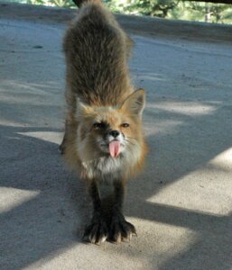 Rating: Safe Score: 0 Tags: ambiguous_gender black_body black_fur black_lips black_nose blep canid canine claws day digitigrade e621 feet feral fluffy fox full-length_portrait fur grandfathered_content hindpaw inner_ear_fluff leg_markings lips long_mouth looking_at_viewer mammal markings no_sclera orange_body orange_eyes orange_fur outside paws photography_(artwork) portrait real red_fox shadow snout socks_(marking) solo stretching tongue tongue_out true_fox tuft unknown_artist whiskers white_body white_claws white_fur User: bunchy7s Rating: Safe Score: 0 Tags: ambiguous_gender black_body black_fur black_lips black_nose blep canid canine claws day digitigrade e621 feet feral fluffy fox full-length_portrait fur grandfathered_content hindpaw inner_ear_fluff leg_markings lips long_mouth looking_at_viewer mammal markings no_sclera orange_body orange_eyes orange_fur outside paws photography_(artwork) portrait real red_fox shadow snout socks_(marking) solo stretching tongue tongue_out true_fox tuft unknown_artist whiskers white_body white_claws white_fur User: bunchy7s