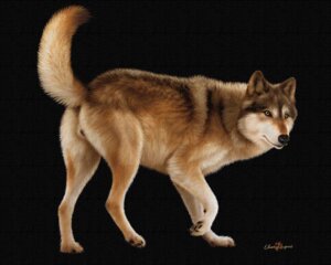 Rating: Explicit Score: 0 Tags: 5:4 anatomically_correct anatomically_correct_genitalia anatomically_correct_vulva animal_genitalia animal_vulva butt canid canine canine_genitalia canine_vulva canis e621 ebon_lupus female feral fur genitals mammal northwestern_wolf photorealism presenting presenting_hindquarters realistic solo tail vulva wolf User: bunchy7s