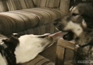 Rating: Safe Score: 0 Tags: ambiguous_gender animated animated_gif bite canid canine canis domestic_dog duo e621 feral grandfathered_content low_res mammal ouch real short_playtime unknown_artist User: bunchy7s Rating: Safe Score: 0 Tags: ambiguous_gender animated animated_gif bite canid canine canis domestic_dog duo e621 feral grandfathered_content low_res mammal ouch real short_playtime unknown_artist User: bunchy7s