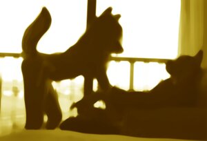 Rating: Questionable Score: 0 Tags: anthro canid canine duo e621 female male male/female mammal morning selucilia silhouette tail User: bunchy7s Rating: Questionable Score: 0 Tags: anthro canid canine duo e621 female male male/female mammal morning selucilia silhouette tail User: bunchy7s