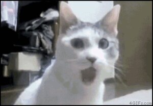 Rating: Safe Score: 0 Tags: ambiguous_gender animated animated_gif car car_collision car_crash collision crash dark_pupils detailed_background domestic_cat e621 felid feline felis feral fur grandfathered_content grey_body grey_ears grey_eyes grey_face grey_fur light_whiskers low_res mammal multicolored_body multicolored_face multicolored_fur omg_cat open_mouth pointy_ears prick_ears pupils quadruped real rollover short_playtime solo source_request surprised town two_tone_body two_tone_face two_tone_fur unknown_artist urban vehicle vehicle_collision vehicle_crash whiskers white_body white_face white_fur white_whiskers User: bunchy7s Rating: Safe Score: 0 Tags: ambiguous_gender animated animated_gif car car_collision car_crash collision crash dark_pupils detailed_background domestic_cat e621 felid feline felis feral fur grandfathered_content grey_body grey_ears grey_eyes grey_face grey_fur light_whiskers low_res mammal multicolored_body multicolored_face multicolored_fur omg_cat open_mouth pointy_ears prick_ears pupils quadruped real rollover short_playtime solo source_request surprised town two_tone_body two_tone_face two_tone_fur unknown_artist urban vehicle vehicle_collision vehicle_crash whiskers white_body white_face white_fur white_whiskers User: bunchy7s