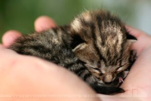 Rating: Safe Score: 0 Tags: 3:2 ambiguous_gender claws disembodied_hand domestic_cat duo e621 eyes_closed felid feline felis feral grandfathered_content male mammal neonate real size_difference sleeping solo_focus tabby_cat thrumyeye young young_feral User: bunchy7s