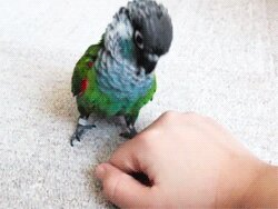 Rating: Safe Score: 0 Tags: ambiguous_gender animated animated_gif avian beady_eyes beak bird bite black_eyes blue_cheeks claws disembodied_hand duo e621 feathers feral grandfathered_content green-cheeked_conure green_body green_feathers grey_beak grey_head human low_res mammal neotropical_parrot nom parakeet parrot real short_playtime simple_background size_difference solo_focus thumbnail true_parrot unknown_artist white_background User: bunchy7s Rating: Safe Score: 0 Tags: ambiguous_gender animated animated_gif avian beady_eyes beak bird bite black_eyes blue_cheeks claws disembodied_hand duo e621 feathers feral grandfathered_content green-cheeked_conure green_body green_feathers grey_beak grey_head human low_res mammal neotropical_parrot nom parakeet parrot real short_playtime simple_background size_difference solo_focus thumbnail true_parrot unknown_artist white_background User: bunchy7s