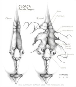Rating: Explicit Score: 0 Tags: animal_genitalia anus border clitoris clitoris_piercing cloaca cloacal_piercing dragon e621 ecmajor english_text female feral furgonomic_piercing furgonomics genital_piercing genitals grey_border greyscale monochrome mythological_creature mythological_scalie mythology piercing scalie solo spread_cloaca spreading text the_more_you_know traditional_media_(artwork) vertical_cloaca User: bunchy7s