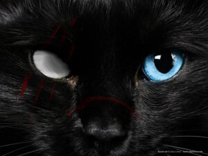 Rating: Safe Score: 0 Tags: 2012 4:3 ambiguous_gender black_body black_fur black_nose blue_eyes cataract digital_media_(artwork) disfigured domestic_cat e621 empty_eyes eye_socket felid feline felis feral fur grandfathered_content hair hi_res looking_at_viewer mammal mixed_media nukikrueger photo_manipulation photography_(artwork) real scar scratches shopped short_hair solo third-party_edit whiskers wounded User: bunchy7s Rating: Safe Score: 0 Tags: 2012 4:3 ambiguous_gender black_body black_fur black_nose blue_eyes cataract digital_media_(artwork) disfigured domestic_cat e621 empty_eyes eye_socket felid feline felis feral fur grandfathered_content hair hi_res looking_at_viewer mammal mixed_media nukikrueger photo_manipulation photography_(artwork) real scar scratches shopped short_hair solo third-party_edit whiskers wounded User: bunchy7s