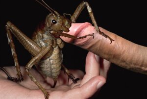 Rating: Explicit Score: 0 Tags: male penis rule34 tagme weta User: bunchy7s Rating: Explicit Score: 0 Tags: male penis rule34 tagme weta User: bunchy7s