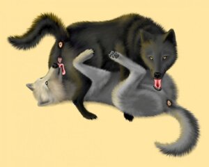 Rating: Explicit Score: 0 Tags: 69_position anatomically_correct anatomically_correct_genitalia anatomically_correct_vulva animal_genitalia animal_vulva black_body black_fur canid canine canine_genitalia canine_vulva canis claws cunnilingus digitigrade duo e621 ebon_lupus female female/female feral feral_on_feral fur genitals inner_ear_fluff intraspecies legs_up licking looking_at_viewer mammal markings oral pawpads quadruped sex simple_background spread_legs spreading tail tail_markings toe_claws tongue tongue_out tuft vaginal vulva white_body white_fur wolf yellow_eyes User: bunchy7s