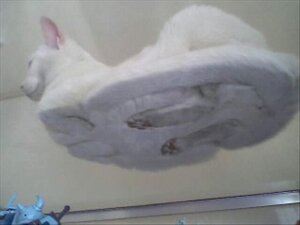 Rating: Safe Score: 0 Tags: ambiguous_gender domestic_cat e621 felid feline felis feral fur glass grandfathered_content low_res mammal paws real sitting solo unknown_artist white_body white_fur User: bunchy7s Rating: Safe Score: 0 Tags: ambiguous_gender domestic_cat e621 felid feline felis feral fur glass grandfathered_content low_res mammal paws real sitting solo unknown_artist white_body white_fur User: bunchy7s