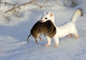 Rating: Safe Score: 0 Tags: ambiguous_gender body_in_mouth brown_body brown_fur death duo e621 feral fur grandfathered_content mammal mouse murid murine mustelid musteline outside photography_(artwork) pink_nose predator/prey quadruped real rodent snow stoat true_musteline twig unknown_artist weasel whiskers white_body white_fur winter User: bunchy7s