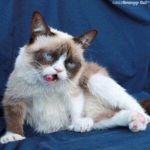 Rating: Safe Score: 0 Tags: 1:1 2013 blue_eyes domestic_cat e621 felid feline felis female feral fur grandfathered_content humor looking_at_viewer lying mammal meme on_side open_mouth photography_(artwork) pose real seductive solo tardar_sauce teeth tongue unknown_artist whiskers User: bunchy7s Rating: Safe Score: 0 Tags: 1:1 2013 blue_eyes domestic_cat e621 felid feline felis female feral fur grandfathered_content humor looking_at_viewer lying mammal meme on_side open_mouth photography_(artwork) pose real seductive solo tardar_sauce teeth tongue unknown_artist whiskers User: bunchy7s