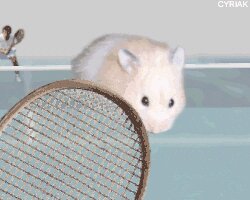 Rating: Safe Score: 0 Tags: 2d_animation 5:4 ambiguous_gender animated animated_gif cricetid cyriak e621 feral grandfathered_content hamster humor low_res mammal midair net peta rodent short_playtime solo sport tennis tennis_court tennis_net tennis_racket thumbnail what User: bunchy7s Rating: Safe Score: 0 Tags: 2d_animation 5:4 ambiguous_gender animated animated_gif cricetid cyriak e621 feral grandfathered_content hamster humor low_res mammal midair net peta rodent short_playtime solo sport tennis tennis_court tennis_net tennis_racket thumbnail what User: bunchy7s