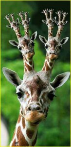 Rating: Safe Score: 0 Tags: 15_heads e621 fractal giraffe giraffid grandfathered_content headshot_portrait horn looking_at_viewer male mammal mise_en_abyme multi_head ossicone photo_manipulation portrait real recursion solo source_request third-party_edit unknown_artist what what_has_science_done why User: bunchy7s Rating: Safe Score: 0 Tags: 15_heads e621 fractal giraffe giraffid grandfathered_content headshot_portrait horn looking_at_viewer male mammal mise_en_abyme multi_head ossicone photo_manipulation portrait real recursion solo source_request third-party_edit unknown_artist what what_has_science_done why User: bunchy7s
