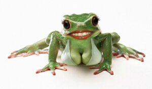 Rating: Questionable Score: 0 Tags: amphibian big_breasts bikini breasts brown_eyes busty_feral cleavage clothed clothed_feral clothing e621 eyelashes female feral frog humor lipstick looking_at_viewer makeup non-mammal_breasts photo_manipulation simple_background smile solo swimwear teeth third-party_edit tight_clothing two-piece_swimsuit unknown_artist what what_has_science_done white_background User: bunchy7s