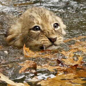 Rating: Safe Score: 0 Tags: 1:1 ambiguous_gender daww e621 felid feral grandfathered_content leaf lion mammal pantherine photography_(artwork) real solo swimming unknown_artist water young young_feral User: bunchy7s Rating: Safe Score: 0 Tags: 1:1 ambiguous_gender daww e621 felid feral grandfathered_content leaf lion mammal pantherine photography_(artwork) real solo swimming unknown_artist water young young_feral User: bunchy7s