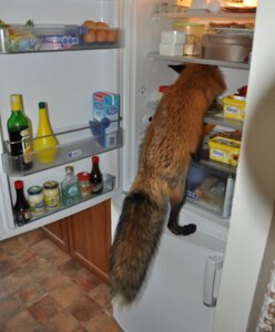 Rating: Safe Score: 0 Tags: 2013 ambiguous_gender appliance bottle butter canid canine climbing container czech dairy_products e621 egg feet feral floor fluffy fluffy_tail food fox fridge fur grandfathered_content hindpaw humor inside jar kitchen_appliance looking_away mammal mayonnaise milestone najlvin paws photo photography_(artwork) real red_fox shelf solo tail tile tile_floor true_fox vixey_(real) User: bunchy7s Rating: Safe Score: 0 Tags: 2013 ambiguous_gender appliance bottle butter canid canine climbing container czech dairy_products e621 egg feet feral floor fluffy fluffy_tail food fox fridge fur grandfathered_content hindpaw humor inside jar kitchen_appliance looking_away mammal mayonnaise milestone najlvin paws photo photography_(artwork) real red_fox shelf solo tail tile tile_floor true_fox vixey_(real) User: bunchy7s
