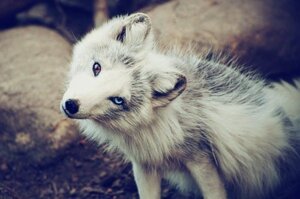 Rating: Safe Score: 0 Tags: ambiguous_gender arctic_fox black_body black_fur black_lips black_nose blue_eyes brown_eyes canid canine e621 feral fox fur grandfathered_content head_tilt heterochromia inner_ear_fluff lips long_mouth looking_at_viewer mammal no_sclera photography_(artwork) portrait pupils reaction_image real sitting slit_pupils snout solo three-quarter_portrait true_fox tuft unknown_artist whiskers white_body white_fur User: bunchy7s Rating: Safe Score: 0 Tags: ambiguous_gender arctic_fox black_body black_fur black_lips black_nose blue_eyes brown_eyes canid canine e621 feral fox fur grandfathered_content head_tilt heterochromia inner_ear_fluff lips long_mouth looking_at_viewer mammal no_sclera photography_(artwork) portrait pupils reaction_image real sitting slit_pupils snout solo three-quarter_portrait true_fox tuft unknown_artist whiskers white_body white_fur User: bunchy7s