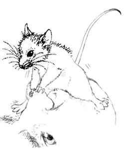 Rating: Explicit Score: 0 Tags: ambiguous_gender anthro copyright_request feral furry interspecies monochrome mouse rule34 size_difference tail User: bunchy7s Rating: Explicit Score: 0 Tags: ambiguous_gender anthro copyright_request feral furry interspecies monochrome mouse rule34 size_difference tail User: bunchy7s