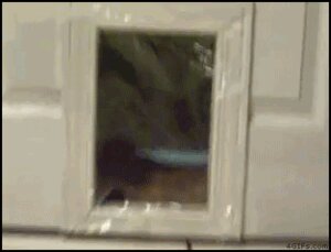 Rating: Safe Score: 0 Tags: ambiguous_gender animated animated_gif cat_flap cling_film domestic_cat e621 fail felid feline felis feral grandfathered_content humor low_res mammal pet_door pet_flap prank real short_playtime solo unknown_artist User: bunchy7s