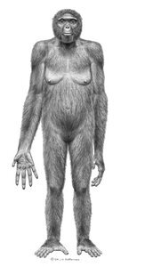Rating: Questionable Score: 0 Tags: 2009 5_fingers anthro ape ardi ardipithecus breasts e621 female fingers hairy haplorhine hominin jay_h_matternes long_arms low_res mammal monochrome nipples nude plantigrade primate simple_background solo User: bunchy7s