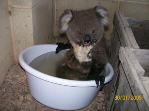 Rating: Safe Score: 0 Tags: 2009 4:3 ambiguous_gender bucket claws container dated e621 feral fur grandfathered_content grey_body grey_fur koala mammal marsupial partially_submerged photography_(artwork) real solo unknown_artist vombatiform water wet wet_body wet_fur User: bunchy7s Rating: Safe Score: 0 Tags: 2009 4:3 ambiguous_gender bucket claws container dated e621 feral fur grandfathered_content grey_body grey_fur koala mammal marsupial partially_submerged photography_(artwork) real solo unknown_artist vombatiform water wet wet_body wet_fur User: bunchy7s