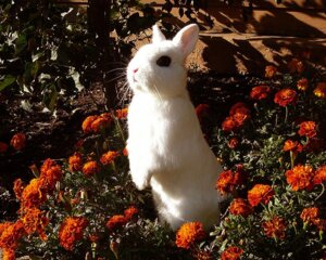 Rating: Safe Score: 0 Tags: ambiguous_gender black_eyes chrysanthemum dirt domestic_rabbit dwarf_hotot dwarf_rabbit e621 feral flower fluffy fur grandfathered_content lagomorph leaf leporid mammal oryctolagus outside pink_nose plant rabbit real solo standing unknown_artist white_body white_fur User: bunchy7s