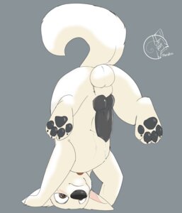 Rating: Explicit Score: 0 Tags: 4_toes animal_genitalia animal_penis balls black_pawpads black_penis blush bolt_(bolt) bolt_(film) canid canine canine_genitalia canine_penis canis disney domestic_dog e621 erection feet feral genitals german_shepherd herding_dog hi_res hindpaw knot male mammal metalfox pastoral_dog pawpads paws penis solo thick_penis toes upside_down User: bunchy7s