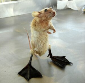Rating: Safe Score: 0 Tags: ambiguous_gender anatid anseriform avian bird duck e621 feet grandfathered_content hybrid low_res mammal membrane_(anatomy) mouse murid murine real rodent rogue_taxidermy solo tail toes unknown_artist webbed_feet what what_has_science_done User: bunchy7s