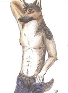 Rating: Safe Score: 0 Tags: 2010 abs anthro boxers_(clothing) brown_eyes canid canine canis chest_tuft clothed clothing colored domestic_dog e621 fur german_shepherd herding_dog hi_res iowa male mammal nipples pastoral_dog pose simple_background smile solo topless tuft underwear undressing whiskers white_background User: bunchy7s