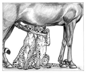 Rating: Explicit Score: 0 Tags: 2011 bite cheetah closed_eyes ebonytigress equine feral horse horsecock male penis rule34 sketch User: bunchy7s Rating: Explicit Score: 0 Tags: 2011 bite cheetah closed_eyes ebonytigress equine feral horse horsecock male penis rule34 sketch User: bunchy7s