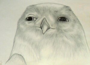 Rating: Safe Score: 0 Tags: 2013 ambiguous_gender avian beak bird boron_(gogh) bust_portrait e621 feathers feral fusca1 graphite_(artwork) greyscale guardians_of_ga'hoole headshot_portrait horned_owl monochrome owl portrait shaded simple_background snowy_owl solo traditional_media_(artwork) true_owl white_background User: bunchy7s