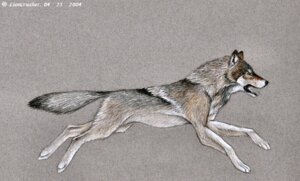 Rating: Safe Score: 0 Tags: 2004 ambiguous_gender angry canid canine canis digitigrade e621 feral fur grey_background grey_body grey_fur lioncrusher mammal open_mouth quadruped running simple_background solo tail unknown_artist wolf User: bunchy7s Rating: Safe Score: 0 Tags: 2004 ambiguous_gender angry canid canine canis digitigrade e621 feral fur grey_background grey_body grey_fur lioncrusher mammal open_mouth quadruped running simple_background solo tail unknown_artist wolf User: bunchy7s