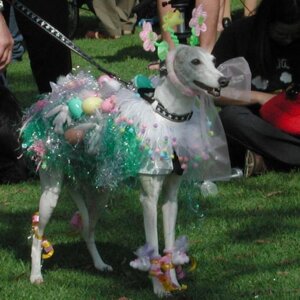 Rating: Safe Score: 0 Tags: 1:1 ambiguous_gender canid canine canis domestic_dog e621 feral grandfathered_content leash low_res mammal real solo sparklefur unknown_artist User: bunchy7s Rating: Safe Score: 0 Tags: 1:1 ambiguous_gender canid canine canis domestic_dog e621 feral grandfathered_content leash low_res mammal real solo sparklefur unknown_artist User: bunchy7s