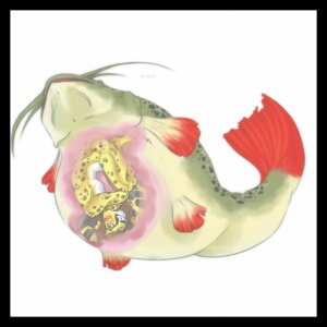 Rating: Questionable Score: 0 Tags: 1:1 2013 abdominal_bulge ambiguous_gender aquatic black_border blush border brown_hair bulge catfish cheetah curled_up duo e621 felid feline feral fin fish gumbo-nose hair internal kibacheetah long_hair mammal simple_background spots vore whiskers white_background User: bunchy7s