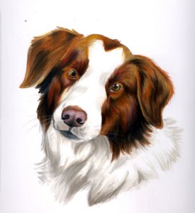 Rating: Safe Score: 0 Tags: ambiguous_gender border_collie canid canine canis collie domestic_dog e621 eattoast feral fluffy herding_dog looking_at_viewer mammal pastoral_dog sheepdog simple_background solo traditional_media_(artwork) white_background User: bunchy7s