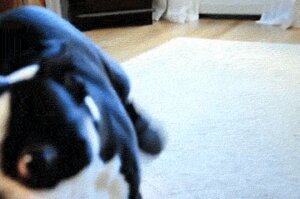 Rating: Safe Score: 0 Tags: 2012 animated animated_gif canid canine canis carpet curtains disembodied_hand domestic_dog duo e621 food grandfathered_content human lol_comments looking_at_viewer loop low_res male mammal meme real short_playtime unknown_artist walking User: bunchy7s Rating: Safe Score: 0 Tags: 2012 animated animated_gif canid canine canis carpet curtains disembodied_hand domestic_dog duo e621 food grandfathered_content human lol_comments looking_at_viewer loop low_res male mammal meme real short_playtime unknown_artist walking User: bunchy7s