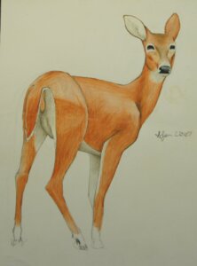 Rating: Explicit Score: 0 Tags: 2007 2012 alsem deer e621 female feral genitals hi_res hooves looking_back mammal quadruped solo traditional_media_(artwork) vulva User: bunchy7s