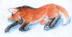 Rating: Safe Score: 0 Tags: 2010 4_toes black_body black_fur canid canine e621 eyes_closed feet feral fuckie fur leg_markings lying male mammal maned_wolf markings multicolored_body multicolored_fur on_side orange_body orange_fur orange_tail pawpads quadruped raksha_silvermoon sketch sleeping socks_(marking) solo tail toes two_tone_body two_tone_fur two_tone_tail white_pawpads white_tail User: bunchy7s