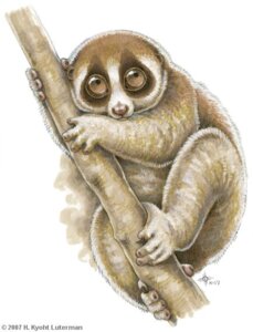 Rating: Safe Score: 0 Tags: 2007 5_toes ambiguous_gender branch brown_body brown_eyes brown_fur climbing e621 feet feral front_view fur in_tree kyoht_luterman loris lorisoid mammal plant prehensile_feet primate simple_background slow_loris solo strepsirrhine tan_body tan_fur toes tree white_background User: bunchy7s