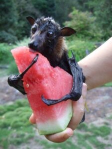 Rating: Safe Score: 0 Tags: 3:4 ambiguous_gender bat black_body black_eyes black_nose black_skin brown_body brown_fur claws detailed_background duo e621 ears_up eating feral food forest fruit fur grandfathered_content holding_food holding_object human hungry mammal megabat melon membrane_(anatomy) membranous_wings om_nom_nom outside plant real solo_focus tan_body tan_skin tree unknown_artist watermelon watermelon_slice wings User: bunchy7s Rating: Safe Score: 0 Tags: 3:4 ambiguous_gender bat black_body black_eyes black_nose black_skin brown_body brown_fur claws detailed_background duo e621 ears_up eating feral food forest fruit fur grandfathered_content holding_food holding_object human hungry mammal megabat melon membrane_(anatomy) membranous_wings om_nom_nom outside plant real solo_focus tan_body tan_skin tree unknown_artist watermelon watermelon_slice wings User: bunchy7s