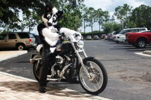 Rating: Safe Score: 0 Tags: 3:2 anthro canid canine canis chaps clothing costume domestic_dog e621 fursuit grandfathered_content headlight husky looking_at_viewer male mammal motorcycle nordic_sled_dog real solo source_request spitz unknown_artist vehicle User: bunchy7s Rating: Safe Score: 0 Tags: 3:2 anthro canid canine canis chaps clothing costume domestic_dog e621 fursuit grandfathered_content headlight husky looking_at_viewer male mammal motorcycle nordic_sled_dog real solo source_request spitz unknown_artist vehicle User: bunchy7s