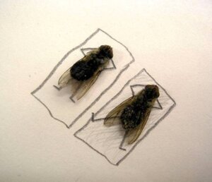Rating: Safe Score: 0 Tags: ambiguous_gender arthropod duo e621 feral fly_(animal) grandfathered_content graphite_(artwork) housefly insect mixed_media photography_(artwork) real simple_background sunbathing traditional_media_(artwork) unknown_artist white_background User: bunchy7s Rating: Safe Score: 0 Tags: ambiguous_gender arthropod duo e621 feral fly_(animal) grandfathered_content graphite_(artwork) housefly insect mixed_media photography_(artwork) real simple_background sunbathing traditional_media_(artwork) unknown_artist white_background User: bunchy7s